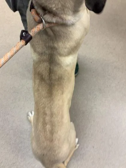 A young large-sized female Mixed Breed dog named Triss for adoption in Chamblee, GA