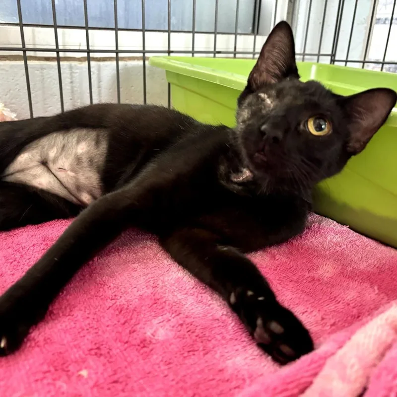 A young medium-sized female Black Domestic Short Hair cat named Blindsided for adoption in Carencro, LA