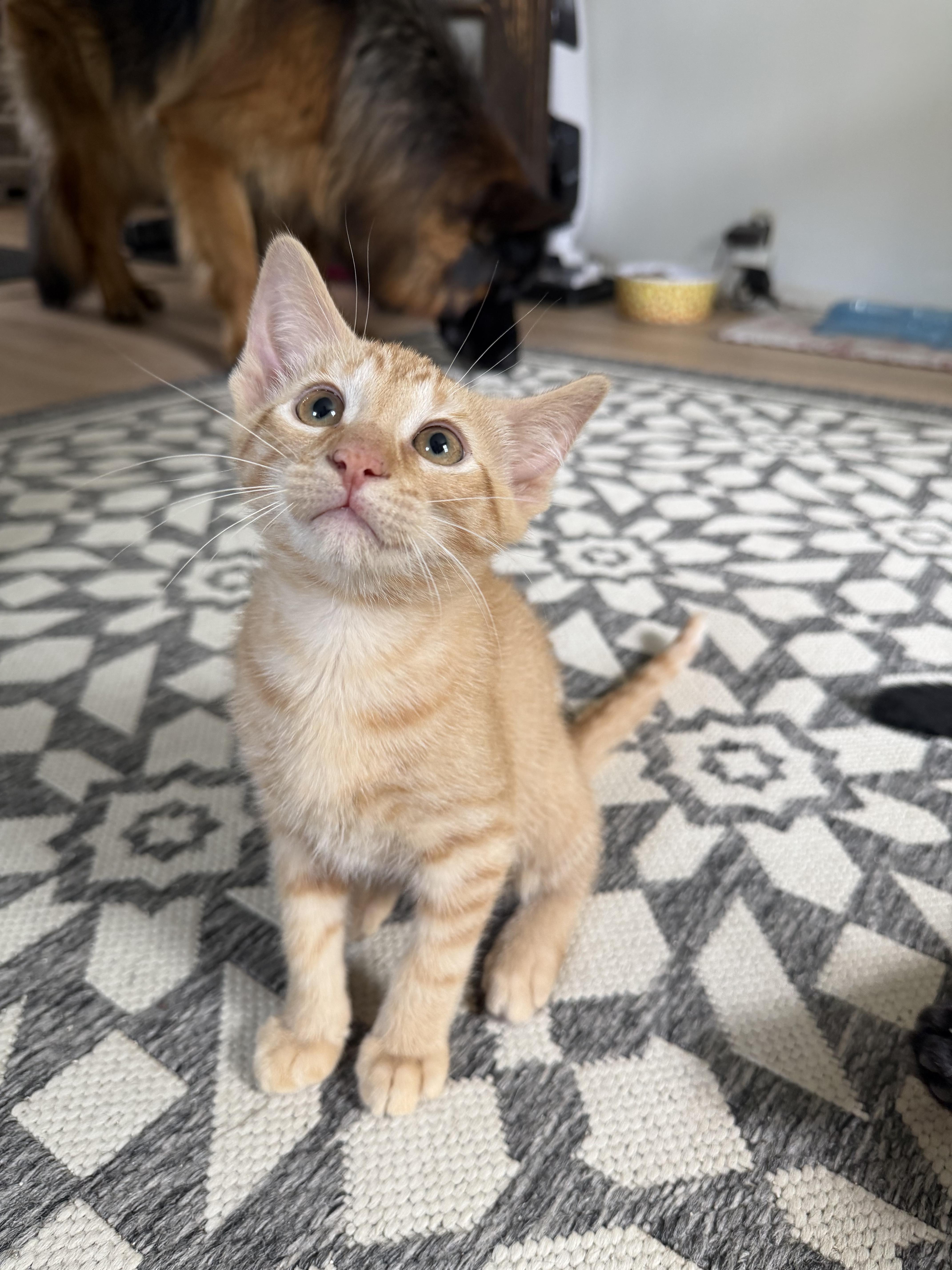 A baby medium-sized male Tabby (Orange / Red) Domestic Short Hair cat named Pumpkin for adoption in Farmington, MN