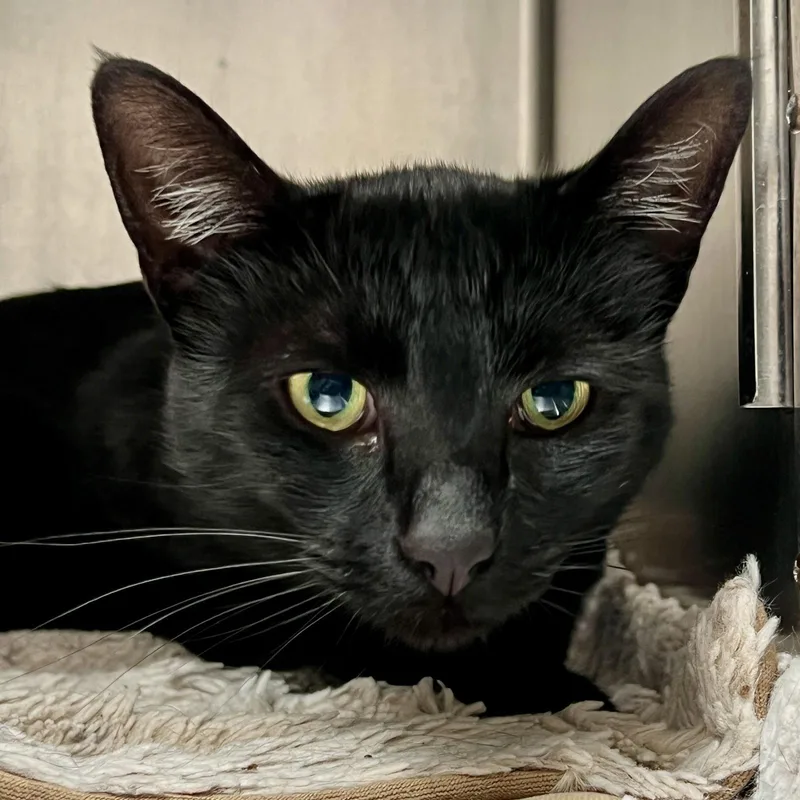 A young medium-sized male Black Domestic Short Hair cat named Christopher Robin for adoption in Oakland, CA