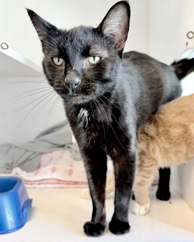 Christopher Robin thumbnail 2