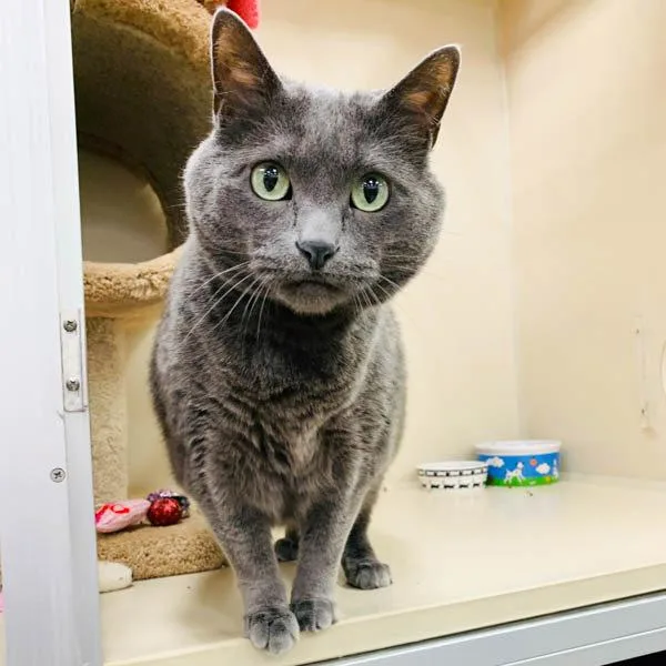 A senior large-sized female Domestic Short Hair cat named Gracie for adoption in Des Moines, IA