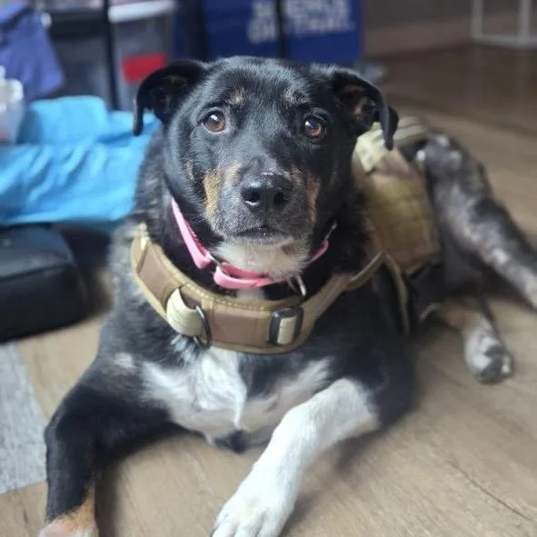 An adult large-sized female Black Mixed Breed dog named Athena Mae for adoption in New York, NY