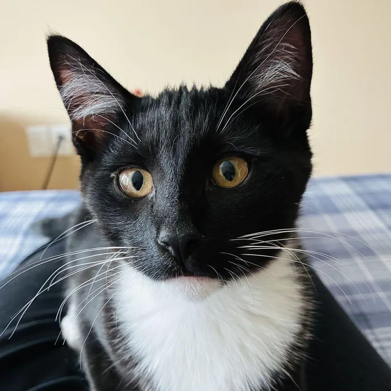 A baby small-sized male Domestic Medium Hair cat named Zuko for adoption in Marietta, GA