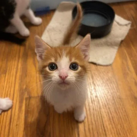 A baby small-sized male Orange / Red Domestic Short Hair cat named Sparrow for adoption in Granville, OH