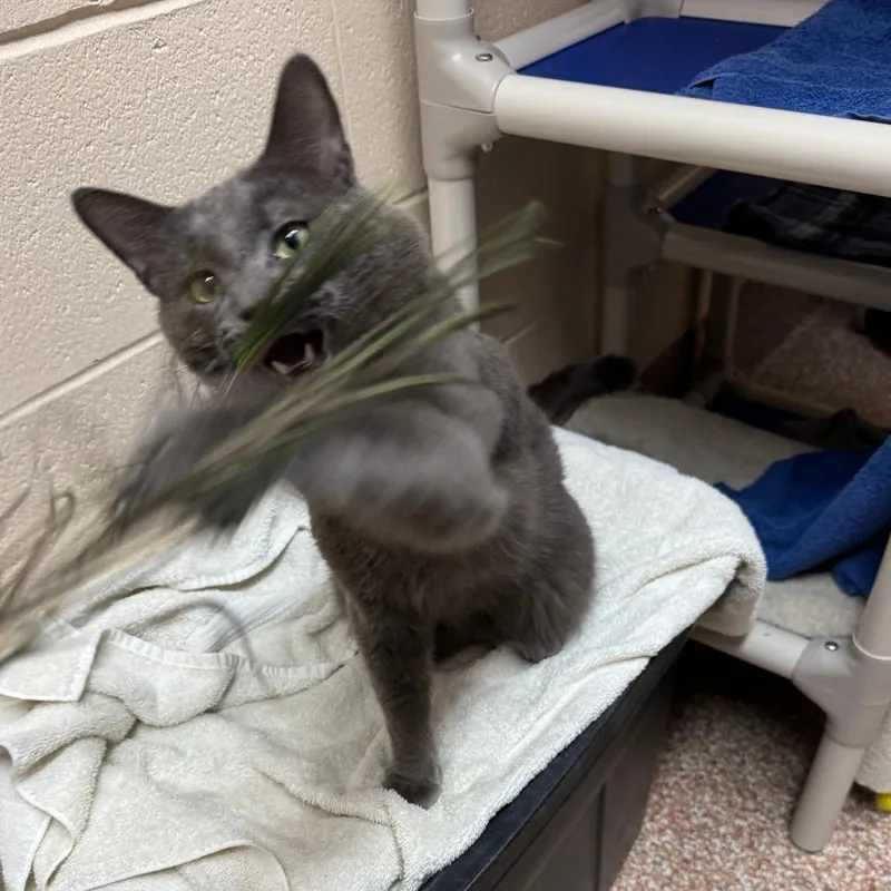An adult large-sized male Gray / Blue / Silver Domestic Short Hair cat named Samuel for adoption in Springfield, MA