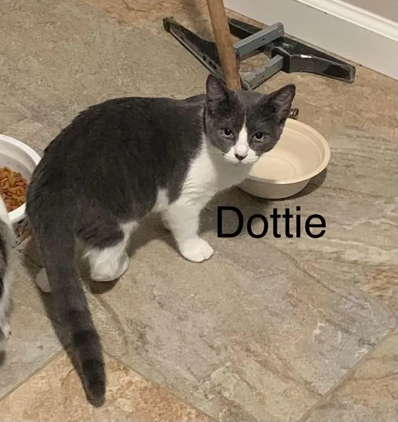 Dottie thumbnail 5