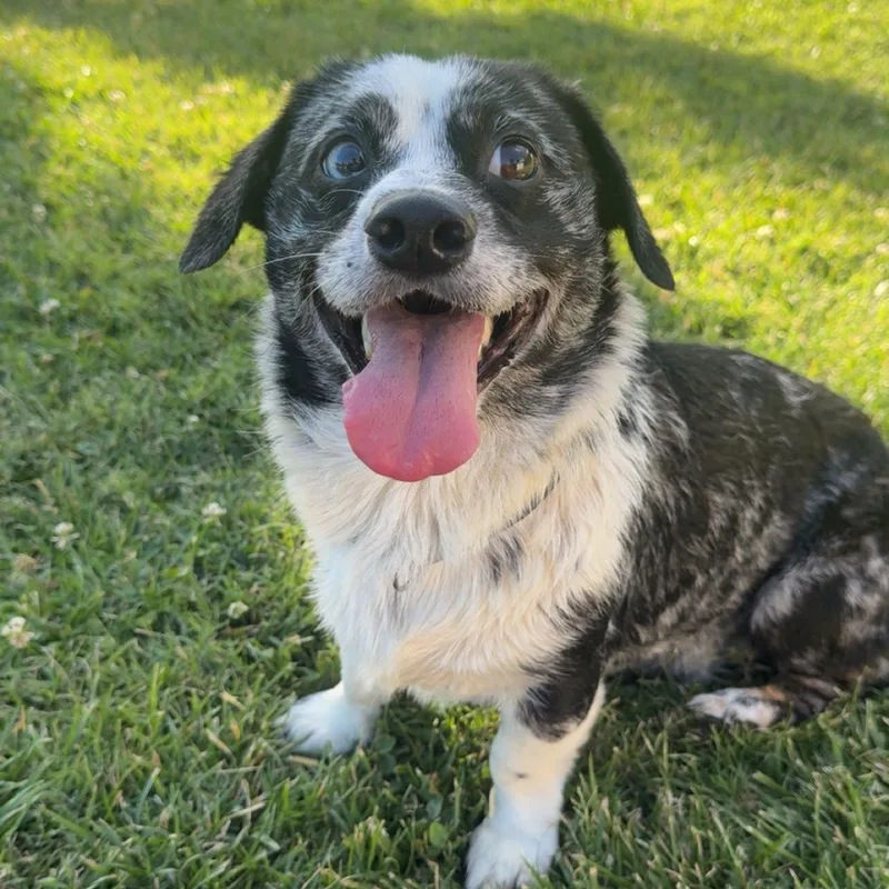 An adult small-sized male Merle (Blue) Corgi dog named Howdy for adoption in Red Bluff, CA