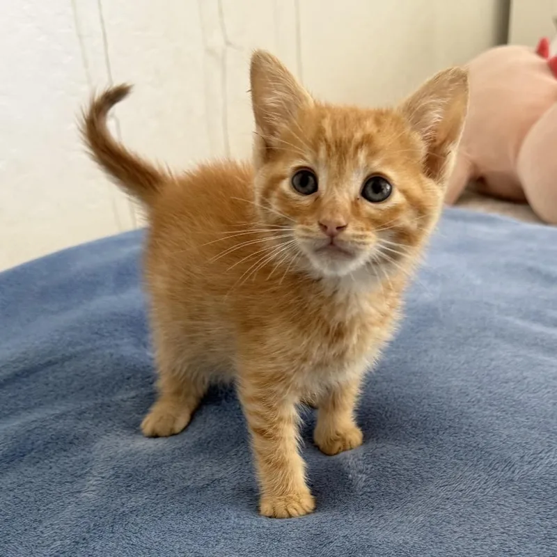 A baby small-sized male Orange / Red Domestic Short Hair cat named Cinnamon for adoption in Sunnyvale, CA
