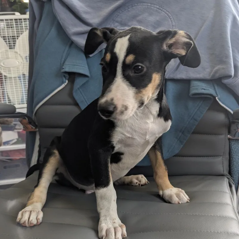 A baby small-sized male White / Cream Coonhound dog named Bobby for adoption in Wahiawa, HI