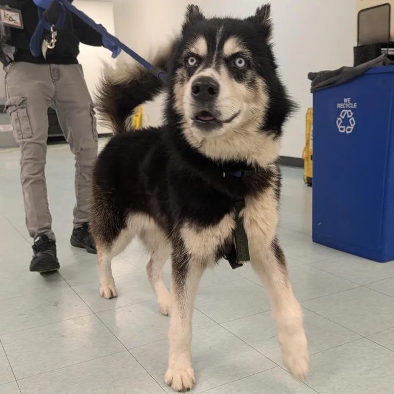 An adult medium-sized male Gray / Blue / Silver Husky dog named Captain for adoption in Philadelphia, PA