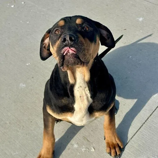 A young large-sized male Black Pit Bull Terrier dog named Bowser for adoption in Matteson, IL