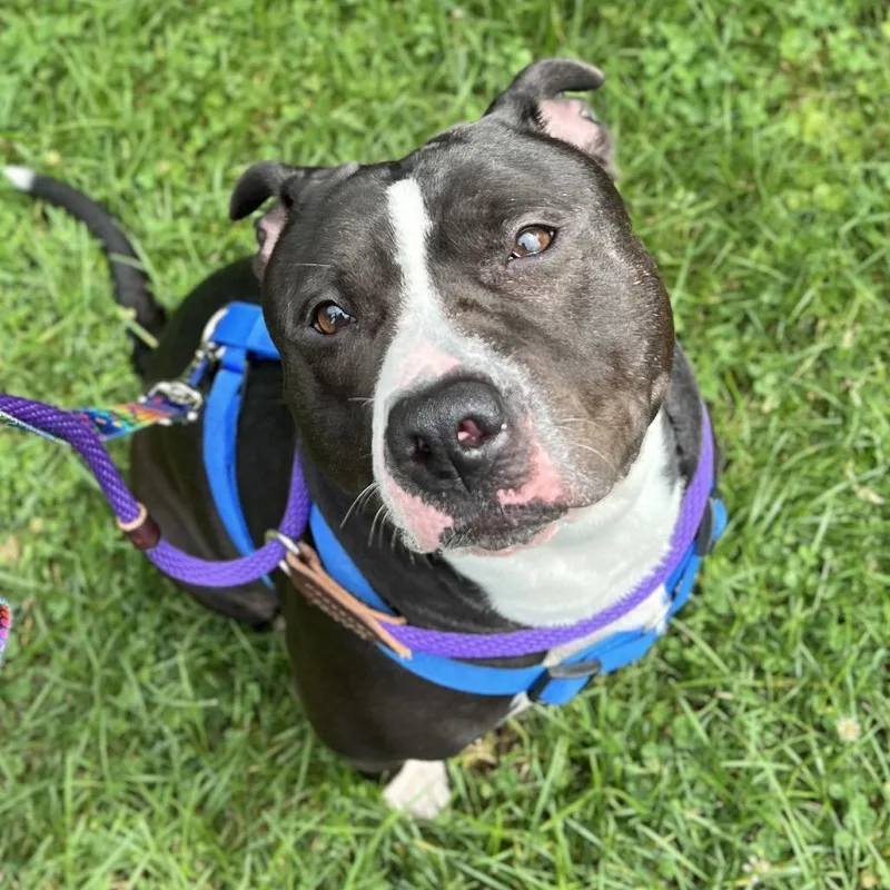 An adult large-sized female Black Mixed Breed dog named Hershey Kiss for adoption in New York, NY