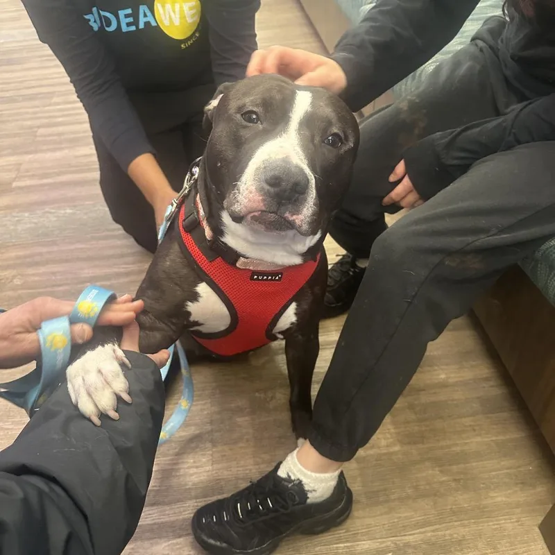 Hershey Kiss thumbnail 2