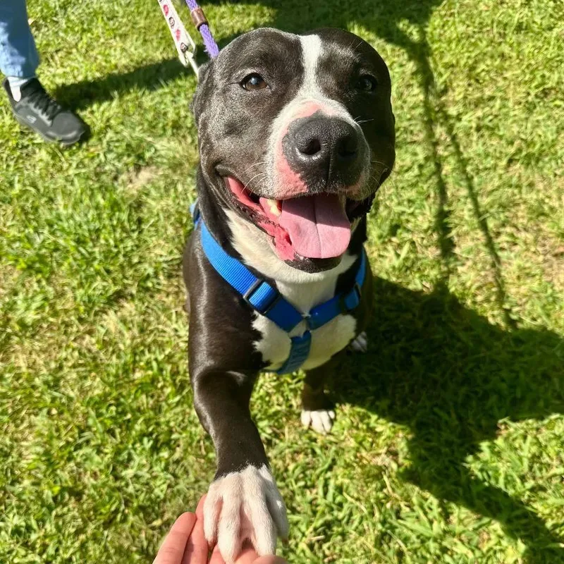 Hershey Kiss thumbnail 3