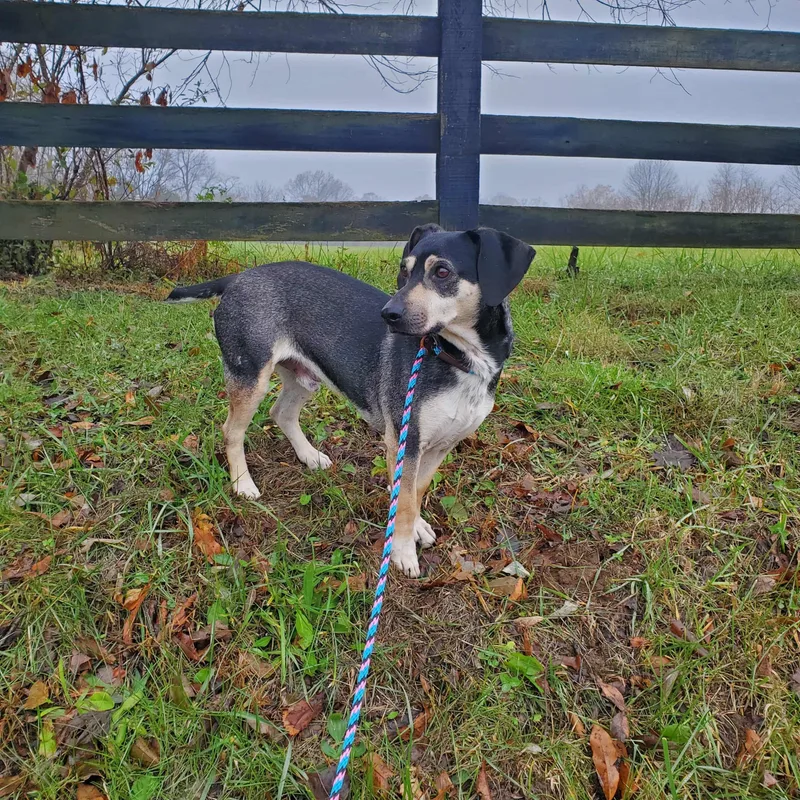 Dale  Paws Behind thumbnail 2