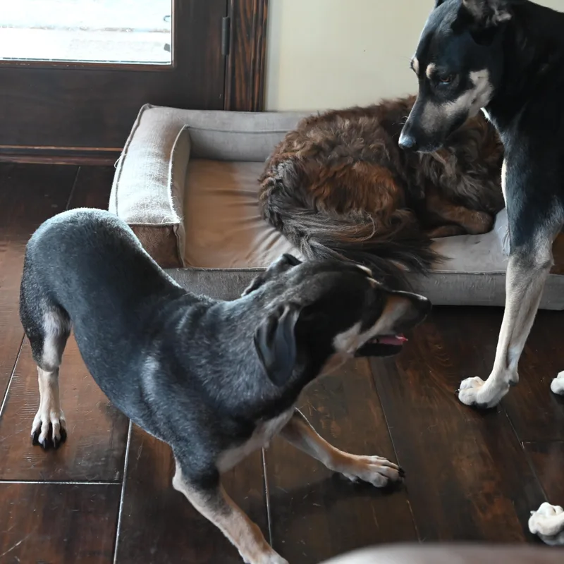 Dale  Paws Behind thumbnail 3