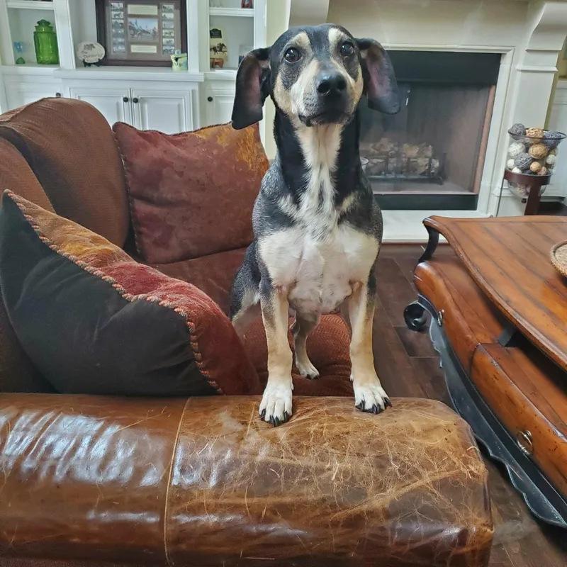 Dale  Paws Behind thumbnail 4