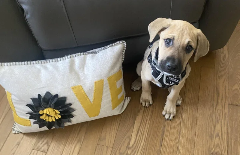 A baby medium-sized male Shepherd dog named Peter for adoption in Doylestown, PA