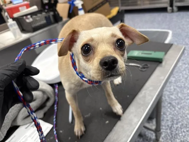 A young small-sized female Chihuahua dog named Rosie for adoption in Thousand Palms, CA