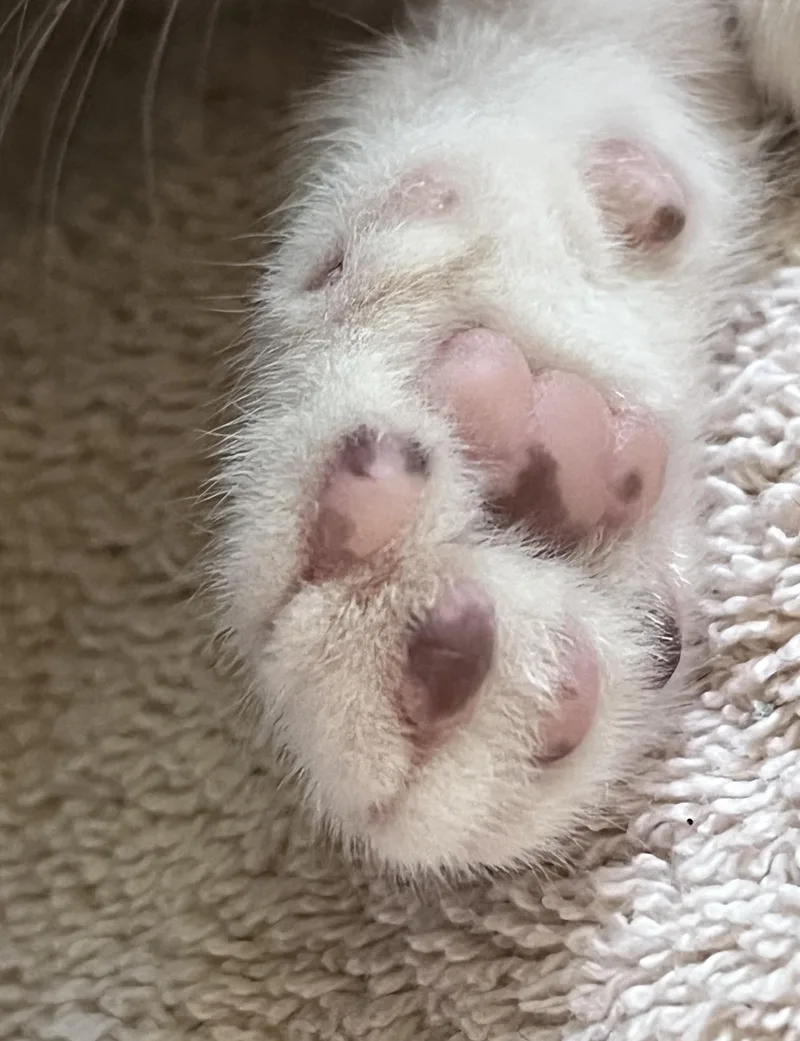 A baby small-sized female Siamese cat named Elsa for adoption in Belvidere, IL