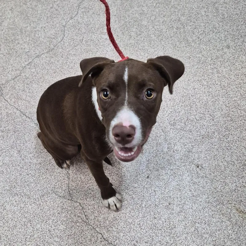 A baby small-sized female Chocolate Labrador Retriever dog named Jasper for adoption in Ardmore, OK