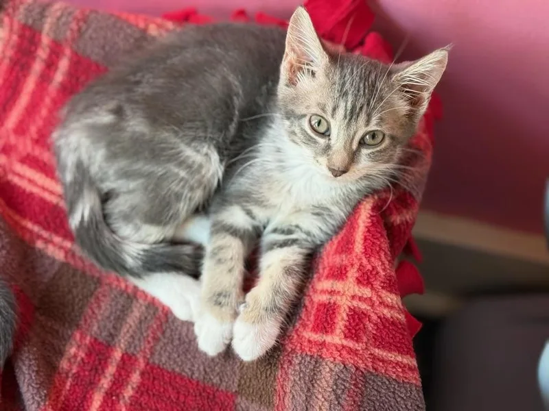 A baby medium-sized female Domestic Short Hair cat named Pandora for adoption in Rochester, NY