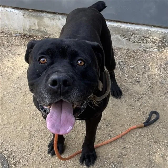 An adult large-sized male Cane Corso dog named Apollo for adoption in Ontario, CA