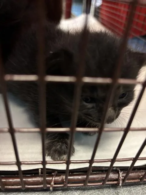 A baby small-sized female Domestic Short Hair cat named Baby for adoption in Miami, FL