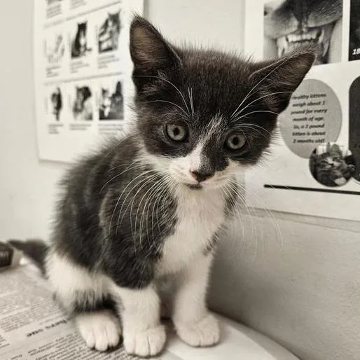 A baby small-sized male Gray / Blue / Silver Domestic Short Hair cat named Club for adoption in Jacksonville, FL