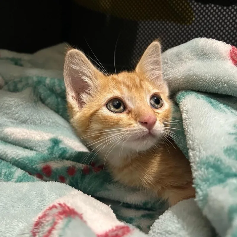 A baby small-sized male Orange / Red Domestic Short Hair cat named Luffy for adoption in Westminster, CA