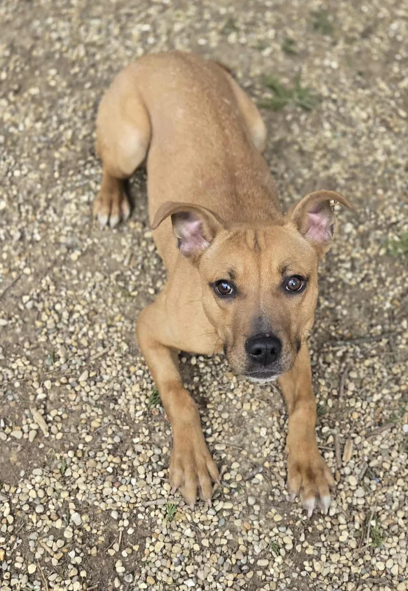 A baby medium-sized female Yellow / Tan / Blond / Fawn Pit Bull Terrier dog named Tinley for adoption in Freeport, IL