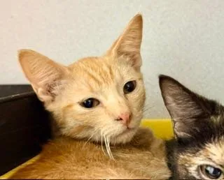 A baby medium-sized male Tabby (Orange / Red) Domestic Short Hair cat named Aang for adoption in Winter Haven, FL