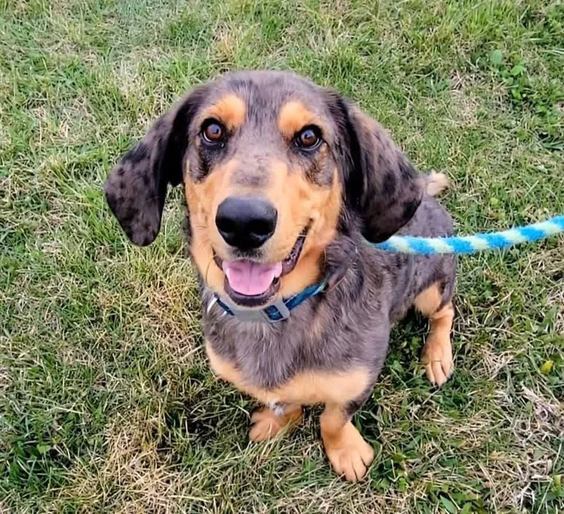 A young medium-sized male Gray / Blue / Silver Basset Hound dog named Scooter for adoption in Ashland, KY