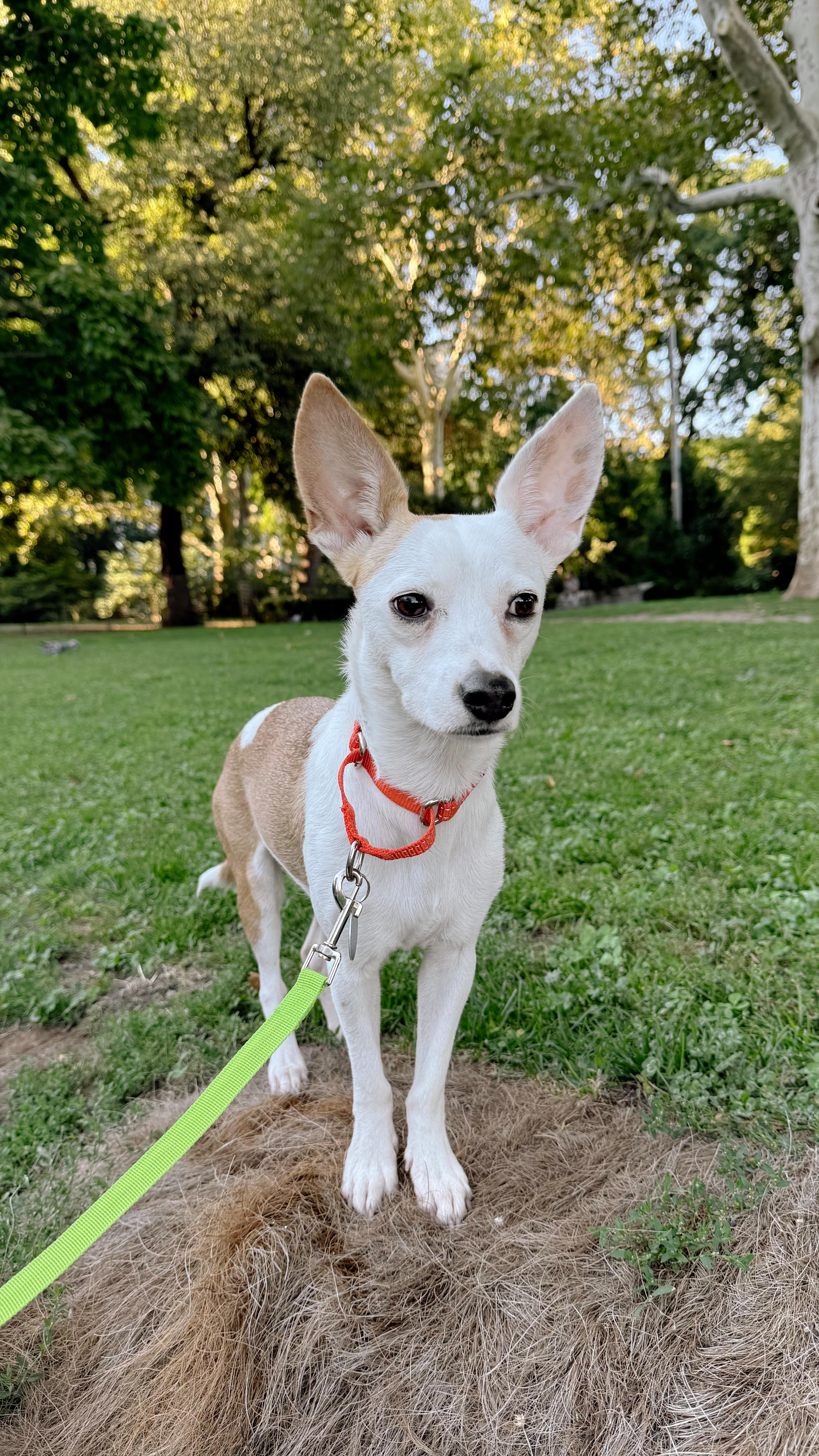 An adult small-sized female Chihuahua dog named Bailey for adoption in Brooklyn, NY