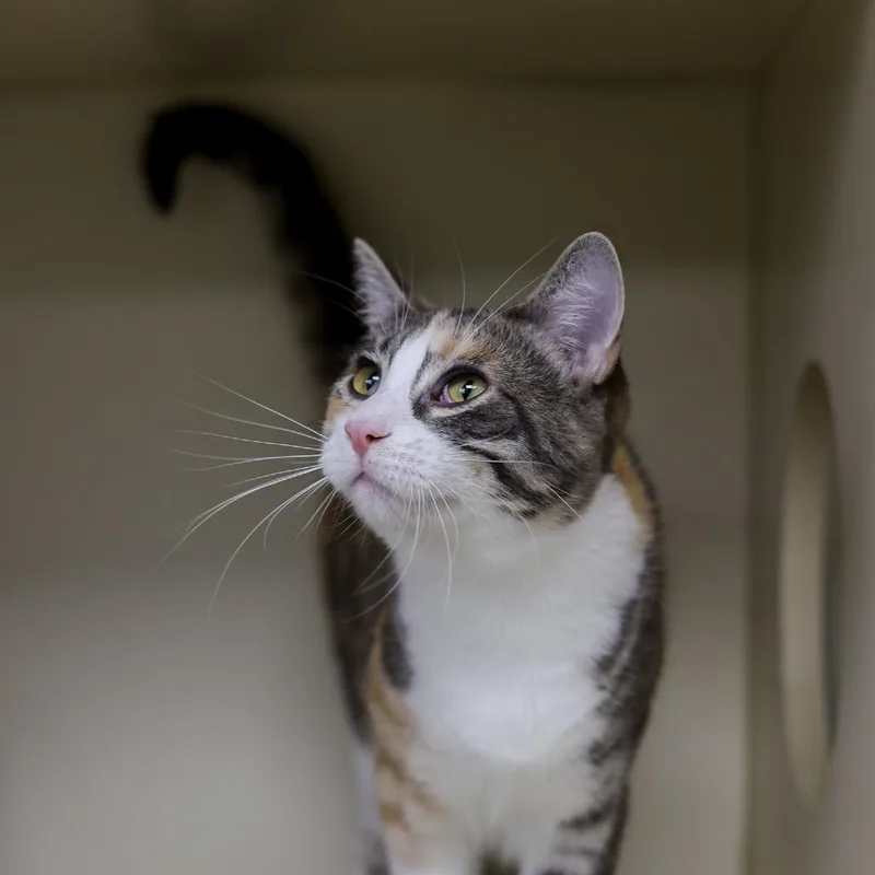 A young small-sized female Calico Domestic Short Hair cat named Greta for adoption in Los Angeles, CA