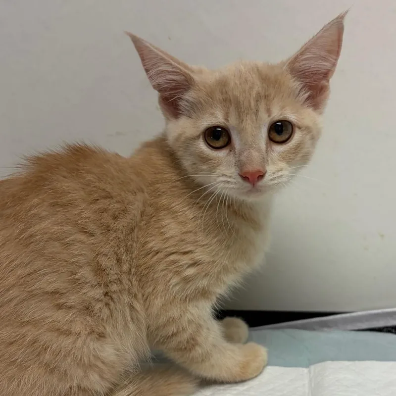 A baby small-sized female Buff / Tan / Fawn Domestic Short Hair cat named Pebble for adoption in Nashville, TN