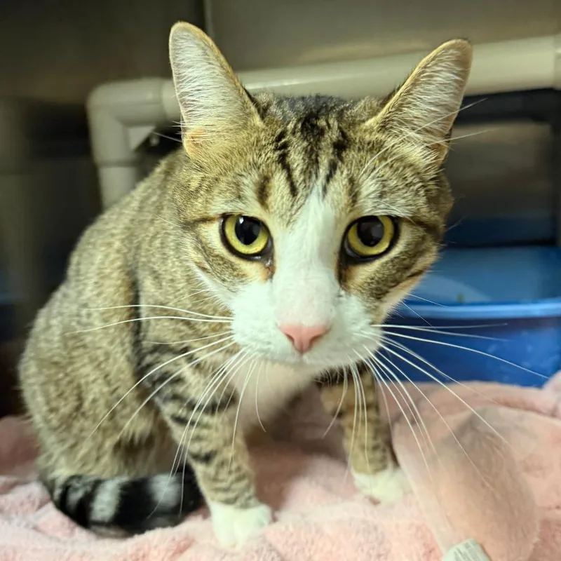 An adult small-sized male Gray / Blue / Silver Domestic Short Hair cat named Hunter C for adoption in Elbow Lake, MN