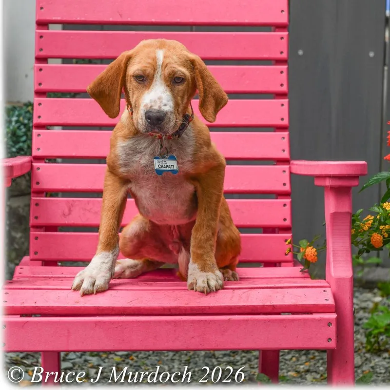A young medium-sized male Brown / Chocolate Beagle dog named Chapati for adoption in Wake Forest, NC