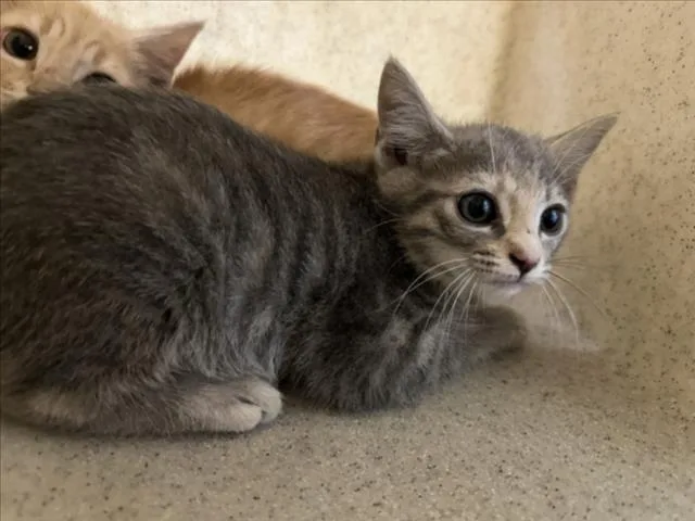 A baby small-sized female Domestic Short Hair cat named Bobbit for adoption in Chapel Hill, NC