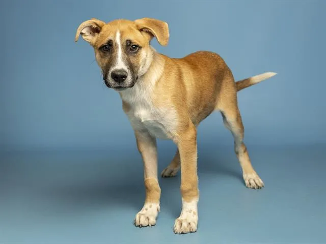 A baby small-sized male Australian Shepherd dog named Lucky for adoption in Phoenix, AZ