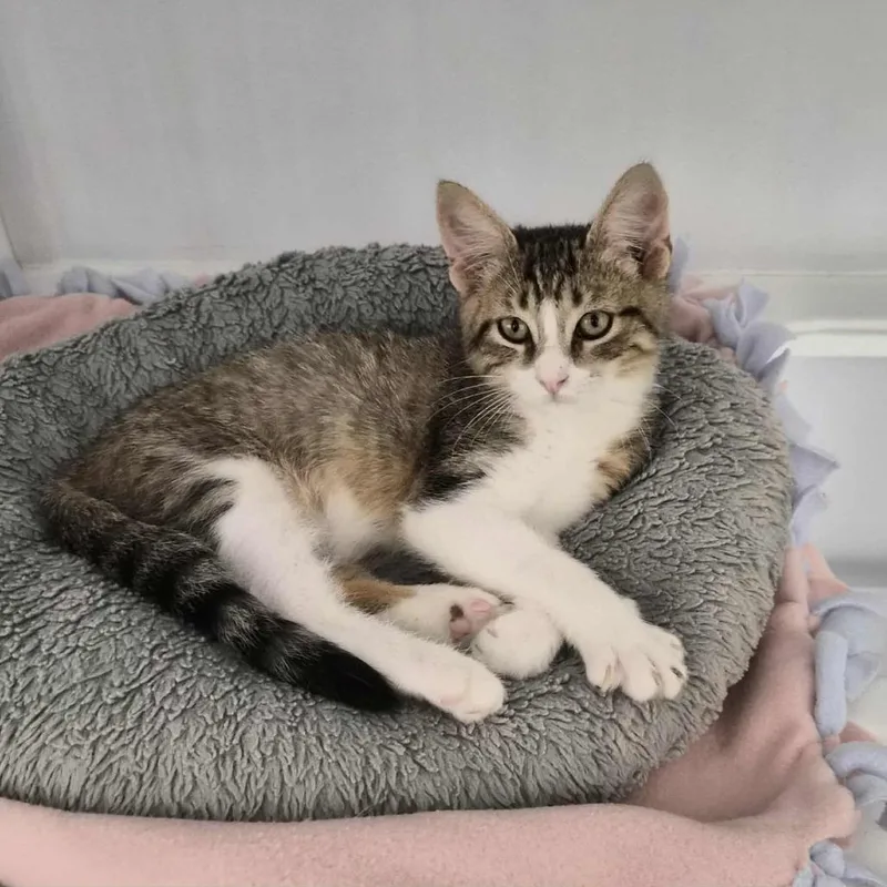 A young small-sized male White Domestic Short Hair cat named Jazz for adoption in Las Cruces, NM