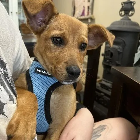 A baby medium-sized female Yellow / Tan / Blond / Fawn Terrier dog named Penne for adoption in Manhasset, NY