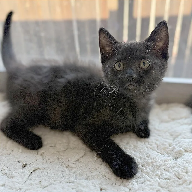 A baby small-sized male Black Domestic Short Hair cat named A Sirius for adoption in Pleasant Hill, CA