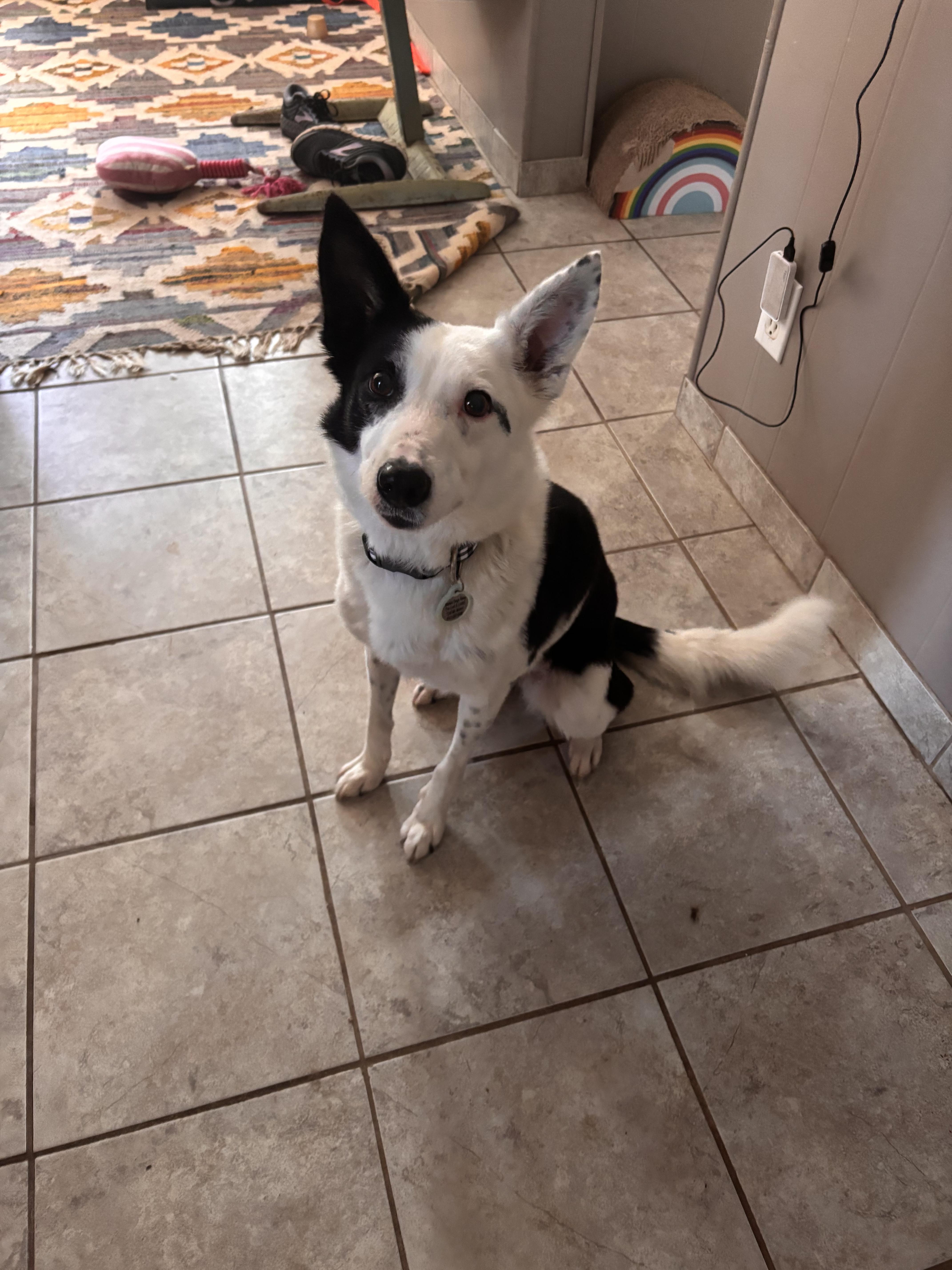 An adult medium-sized female Border Collie dog named Quinn for adoption in Louisburg, KS