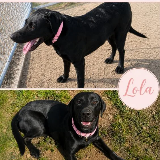 A young large-sized female Black Mixed Breed dog named Lola for adoption in Buffalo, MN