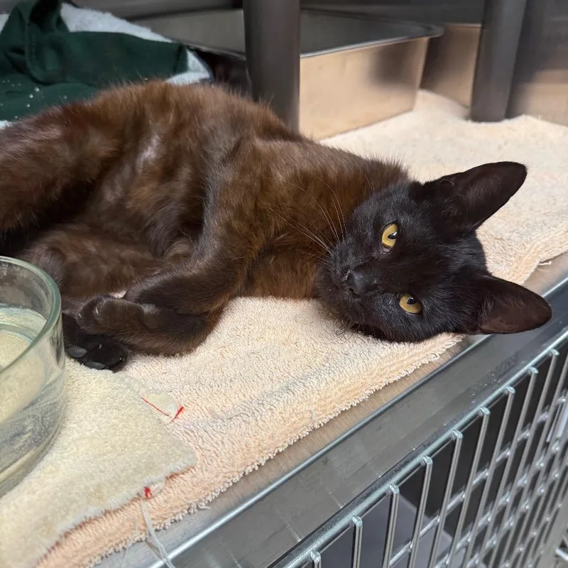 A young medium-sized male Brown / Chocolate Domestic Short Hair cat named Guinness for adoption in Attica, NY