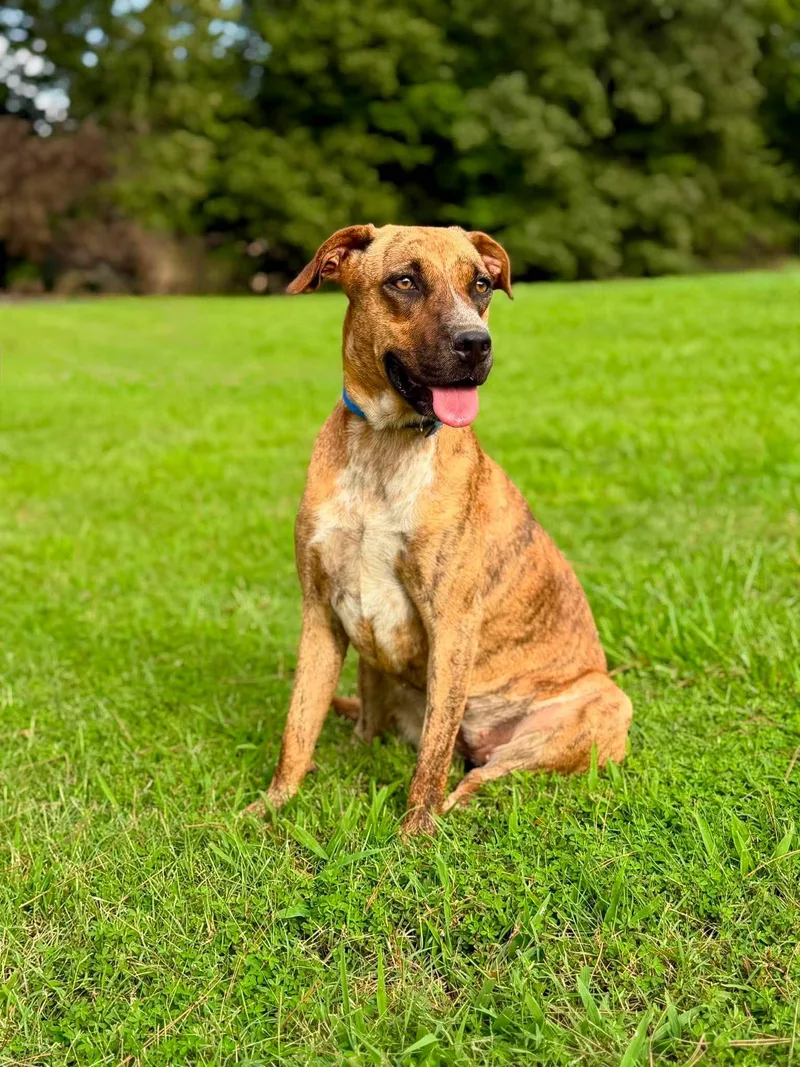 A baby medium-sized female Mixed Breed dog named Peony for adoption in Northwood, NH