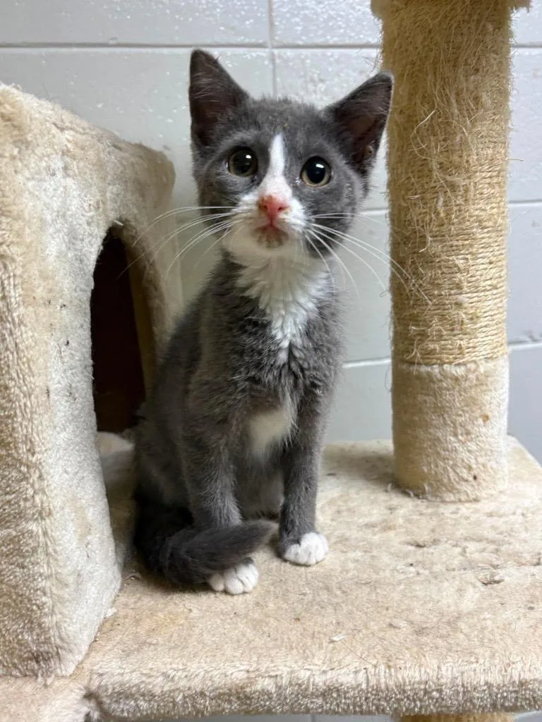 A baby small-sized male Domestic Short Hair cat named Agrirama for adoption in Tifton, GA