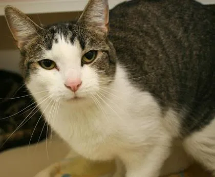 An adult large-sized male Domestic Short Hair cat named Snow for adoption in Bowling Green, KY